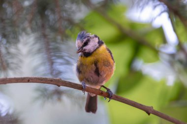 cute juvenile blue tit in the garden (Cyanistes caeruleus)