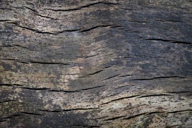 meşe ağacı arkaplan dokusu tasarımınız için hazır