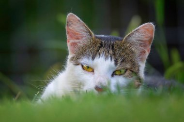 Evcil tekir kedinin çimenlikteki portresi, kameraya bakan meraklı hayvan