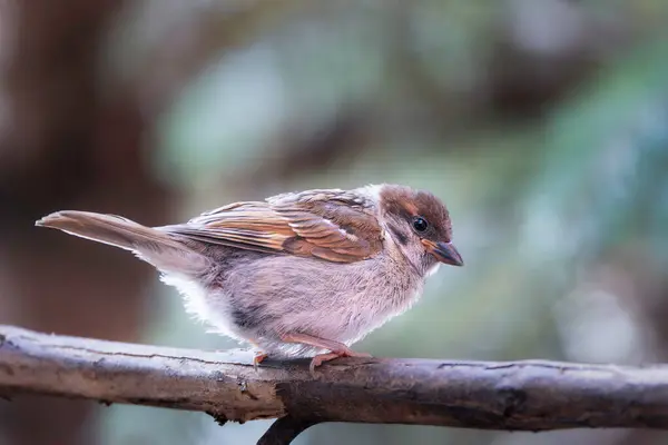 stock image cute female tree sparrow garden bird (Passer montanus) in beautiful light