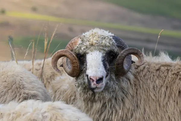 Stock image large domestic ram portrait, animal standing with his herd near the farm