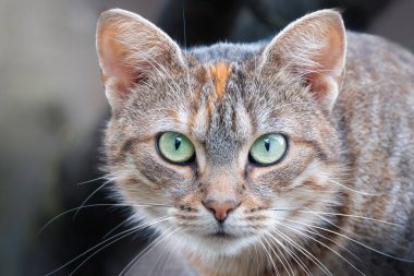 Çekici yeşil gözlü güzel bir tekir kedinin yakın plan portresi.
