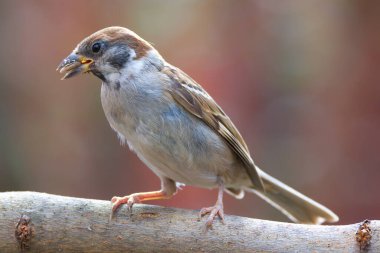 Erkek ağaç serçesi bahçeye tünemiş, minik kuşlar, vahşi yaşam (Yolcu montanus)