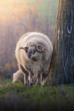 powerful ram bathed in warm orange light, highlighting robust horns and thick textured fleece beautifull clipart