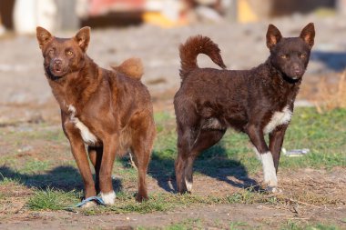 İki kahverengi Romen çoban köpeği, çiftliğin yakınında saldırgan hayvanlar.