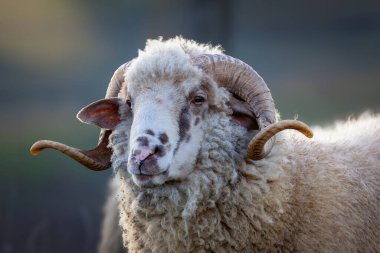 Görkemli kıvrımlı boynuzları olan gururlu beyaz bir koç portresi, doğal bir zemin üzerine kurulmuş.