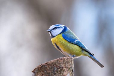 Closeup of a colorful blue tit on top of a stump (Cyanistes caeruleus). This small, colorful passerine bird is a member of the family Paridae. Its striking plumage make it a favorite to birdwatchers.