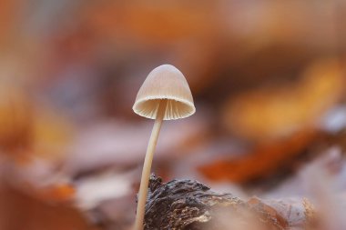 (Mycena galericulata) Sonbahar ormanlarında büyüyen ortak bir kaputun yakın çekimi)