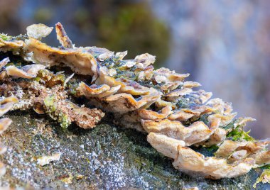 Doğal ortamda büyüyen bir grup hindi kuyruğu (Trametes versicolor), ormanda bir kütük üzerinde