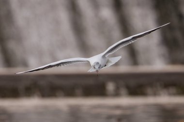 Uçarken genç siyah başlı martı (Ichthyaetus melanocephalus)