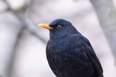 Güzel bir erkek karatavuğun portresi (Turdus merula)