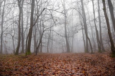 Ormanın derinliklerinde sisli bir sabah, yumuşak sis örtüleri eski ağaçlara tırmanıyor, huzur yaratıyor.