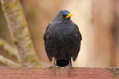 Erkek karatavuk ahşap bir çitte, güzel bir ışıkta (Turdus merula)