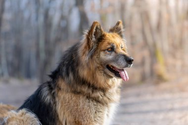 Güzel bir melez köpeğin portresi, Alman çoban köpeği ve labrador av köpeği, ormandaki evcil hayvan, güzel turuncu ışık.