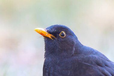 Erkek bir karatavuğun yakın plan portresi (Turdus merula)