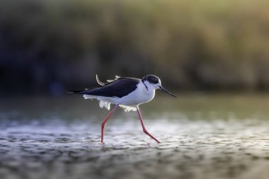 Siyah kanatlı stilt sığ su (Himantopus himantopus)