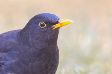 Erkek bir karatavuğa aşırı yakın çekim (Turdus merula)