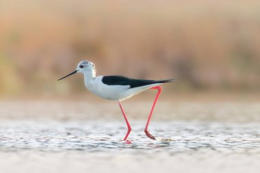 Doğal yaşam alanında (Himantopus himantopus), yiyecek arayan kuş, siyah kanatlı bir stibitata yakın çekim