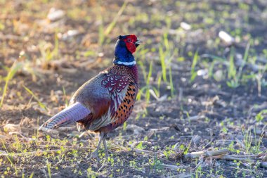 Sıradan bir sülün erkek, gagasında ilginç bir yarayla tarlaya (Phasianus colchicus) gider.