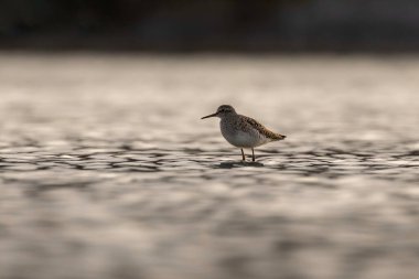 Sığ sularda çulluk (Tringa glareola)