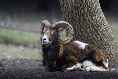 Büyük bir muflon ram yerde dinlenen büyük eski bir ağaç (Ovis gmelini)