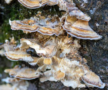 Doğal ortamda büyüyen hindi kuyruğu (Trametes versicolor), çok değerli bir tıbbi mantar.