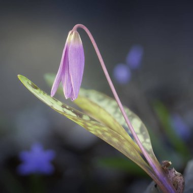 köpek dişi menekşesi doğal yaşam alanında büyümektedir (Erythronium dens-canis)