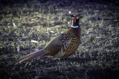 Doğal habitatta bulunan tuhaf erkek sülün (Phasianus colchicus)