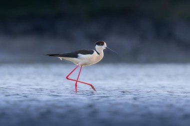 Siyah kanatlı stilt sığ sularda yiyecek arıyor, mavi saatte fotoğraf çekilmiştir (Himantopus himantopus)