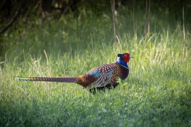 Doğal habitatta büyük yaygın sülün erkek (Phasianus colchicus)