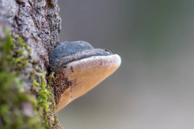 Odak arkaplanı üzerinde söğüt parantezi (Phellinus igniarius)