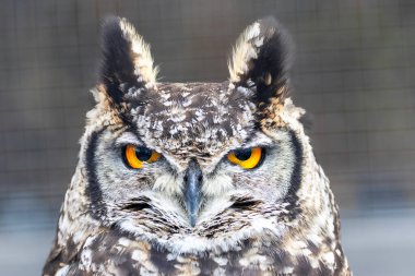 Bir hayvan parkındaki benekli kartal baykuşunun portresi (Bubo africanus)
