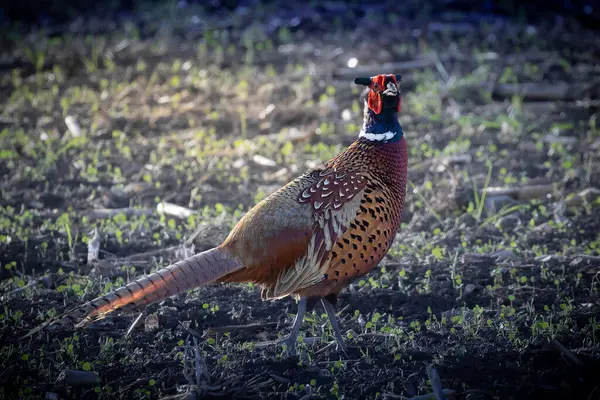 Doğal habitatta bulunan tuhaf erkek sülün (Phasianus colchicus)