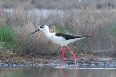 Siyah kanatlı stilt doğal yaşam alanında (Himantopus himantopus)