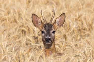 Altın buğday tarlasında meraklı bakışları olan genç geyik, azgın mevsimde uyanık ve şakacı.