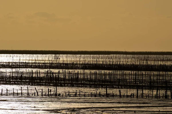 Tło Sylwetka Wieczór Zachód Słońca Błotnistego Morza Tajlandii — Zdjęcie stockowe