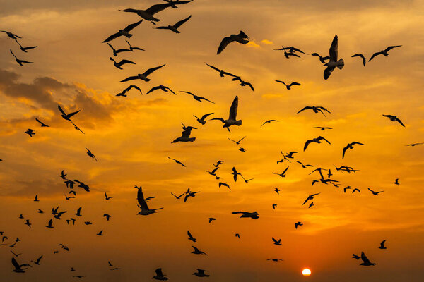 Many seagulls fleeing from the cold weather in Siberia come to Bang Pu, Samut Prakan Province, Thailand, from December to the end of March every year.