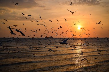 Sibirya 'nın soğuk havasından kaçan birçok martı her yıl Aralık ayından Mart ayının sonuna kadar Tayland' ın Samut Prakan Eyaleti Bang Pu 'ya gelir..