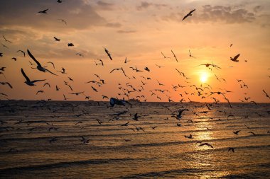 Sibirya 'nın soğuk havasından kaçan birçok martı her yıl Aralık ayından Mart ayının sonuna kadar Tayland' ın Samut Prakan Eyaleti Bang Pu 'ya gelir..