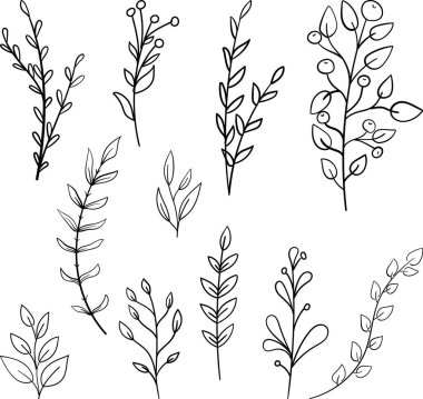Bitki brunchları farklı ağaç yaprakları da dahil olmak üzere karalama çizimleri. El çizimi orman florası - okaliptüs, eğrelti otu, böğürtlen, yabanmersini. Renklendirme için kabataslak botanik çizimi