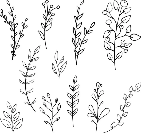 植物苞片涂鸦 包括不同的树叶 手绘森林植物 蓝莓的可爱线条艺术 Outline Rustic Botanical Drawing Coloring — 图库矢量图片