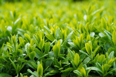 Yağmurda yeşil yapraklar