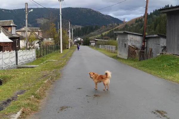 Carpathian köyü Verkhovina, sonbaharda sokak manzarası