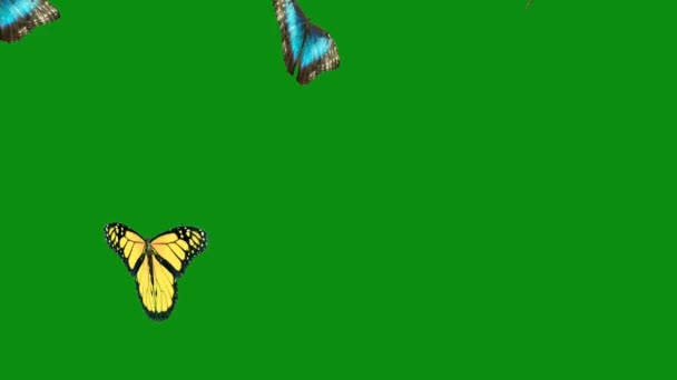 Πεταλούδα Που Φέρουν Πράσινη Οθόνη Αφηρημένη Τεχνολογία Επιστήμη Μηχανική Τεχνητή — Αρχείο Βίντεο