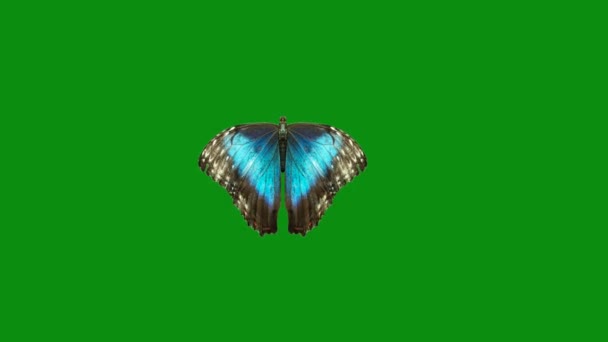 Butterfly Flyger Grön Skärm Abstrakt Teknik Vetenskap Teknik Artificialintelligence Sömlös — Stockvideo