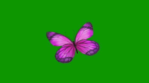 Бабочка Летит Зеленый Экран Абстрактные Технологии Наука Инженерный Искусственный Интеллект — стоковое видео