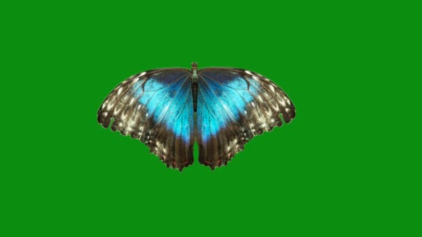 Motýlí Zelená Obrazovka Abstraktní Technologie Věda Inženýrské Umělé Inteligence Bezešvé — Stock video