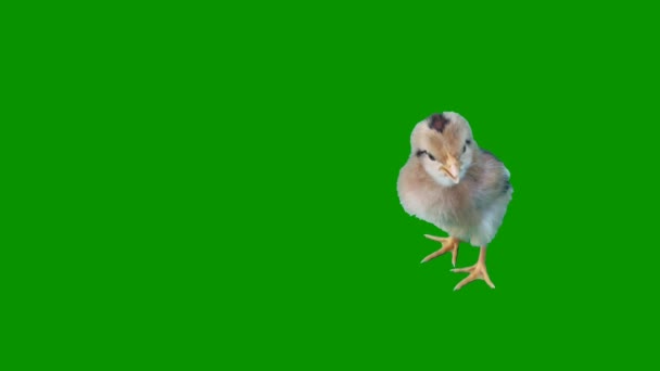 Chick Green Screen Abstract Technology Science Engineering Artificial Intelligence Naadloze — Stockvideo