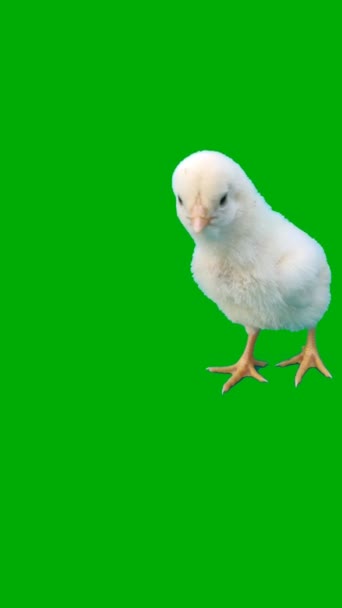 Chick Green Screen Abstract Technology Science Engineering Artificial Intelligence Seamless — Stock Video
