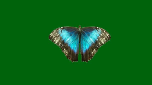 Зелений Екран Метелика Абстрактні Технології Наука Інженерний Штучний Інтелект Безшовний — стокове відео